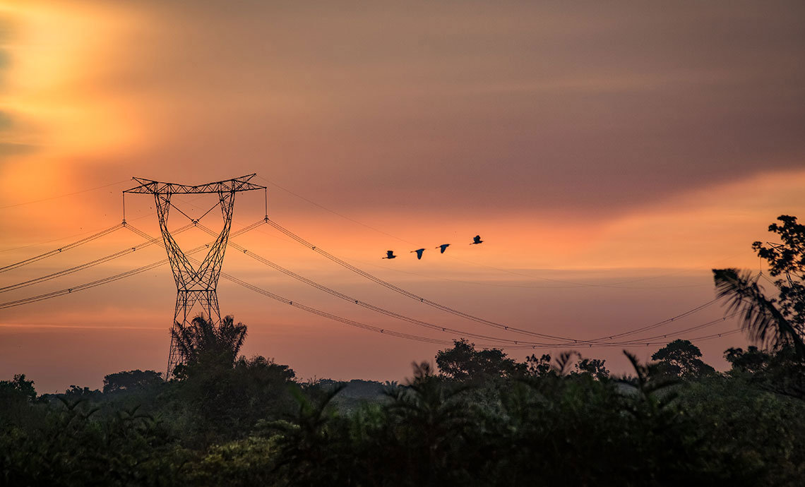 Seagulls cross the sky, with a sunset in the background next to an electricity tower.