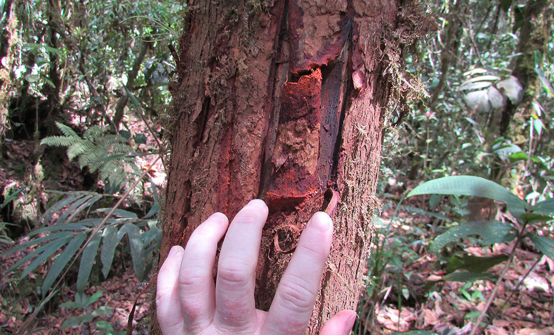 Hombre señala con su mano una huella en el tallo de un árbol.