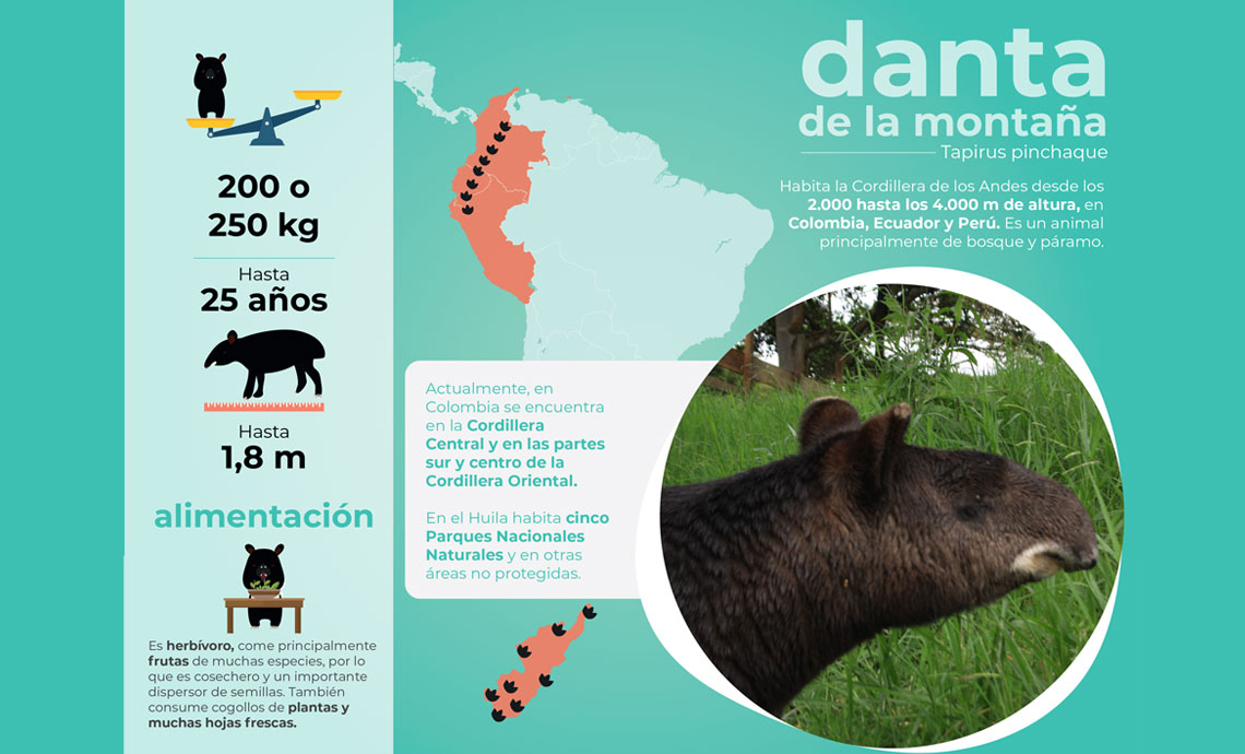 Page with photo and illustrations providing information on the mountain tapir.