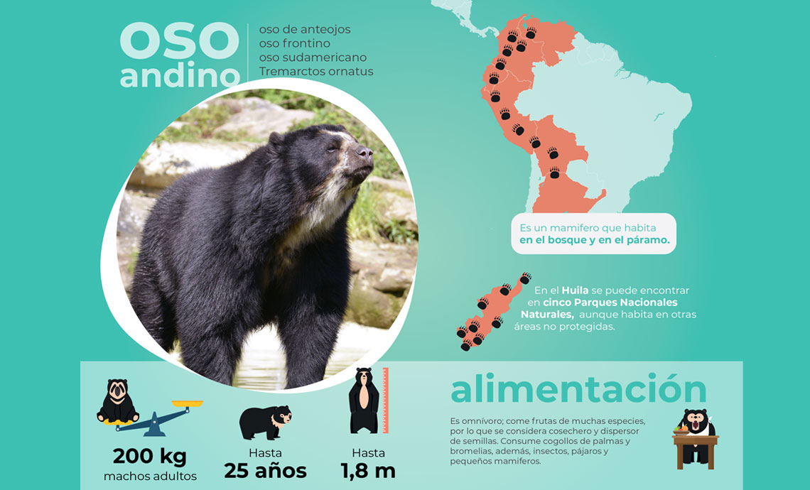 Page with photo and illustrations providing information on the Andean bear.