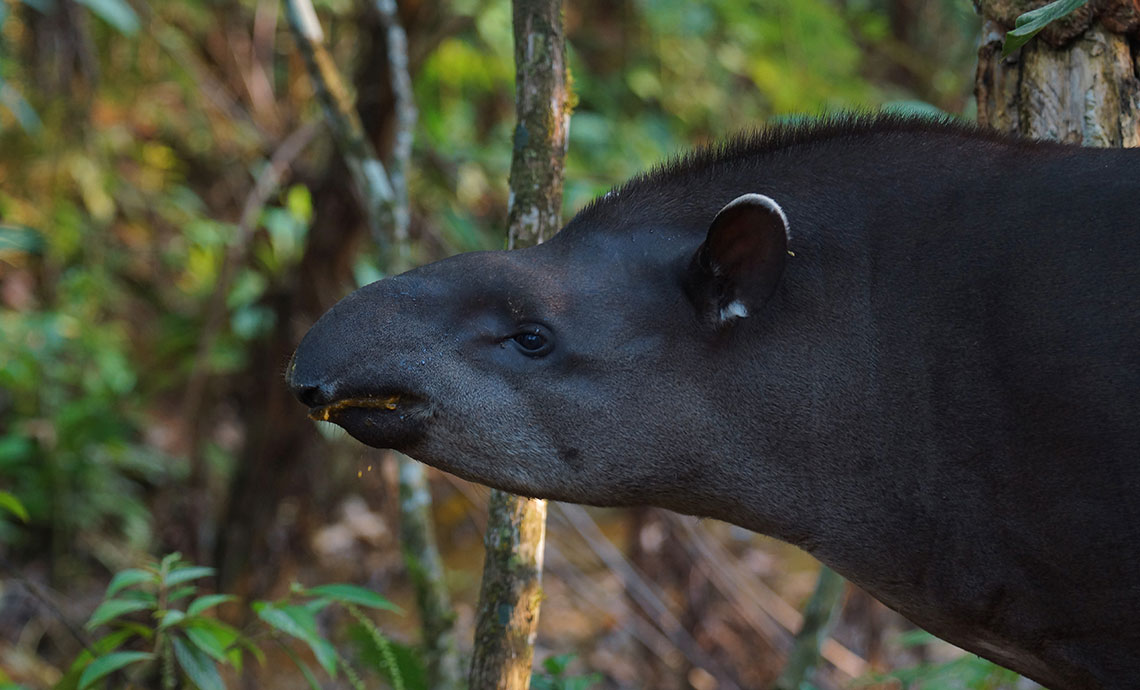 Mountain tapir.
