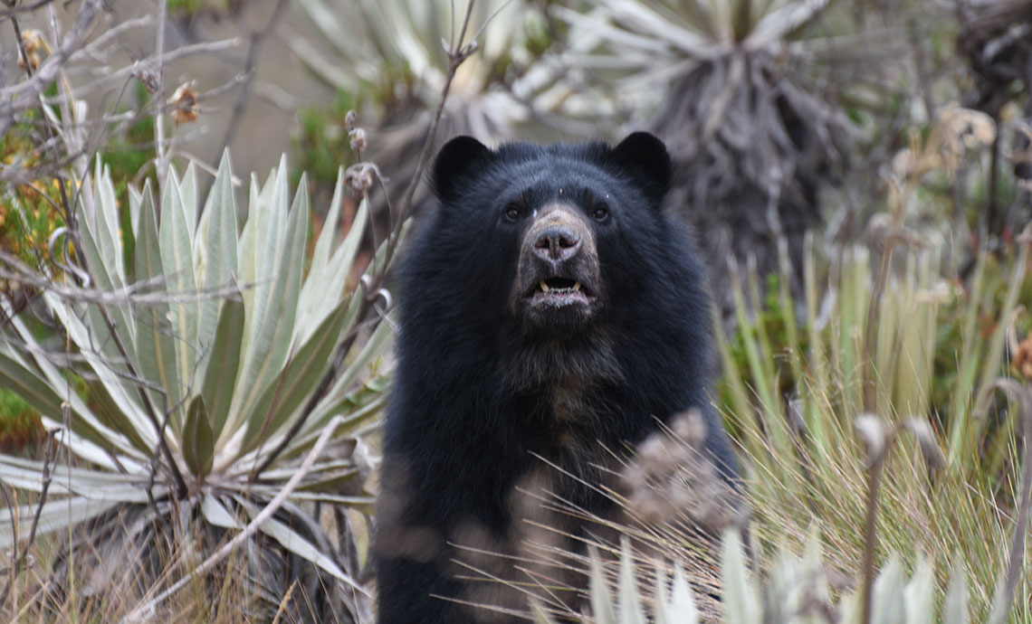 Andean bear.