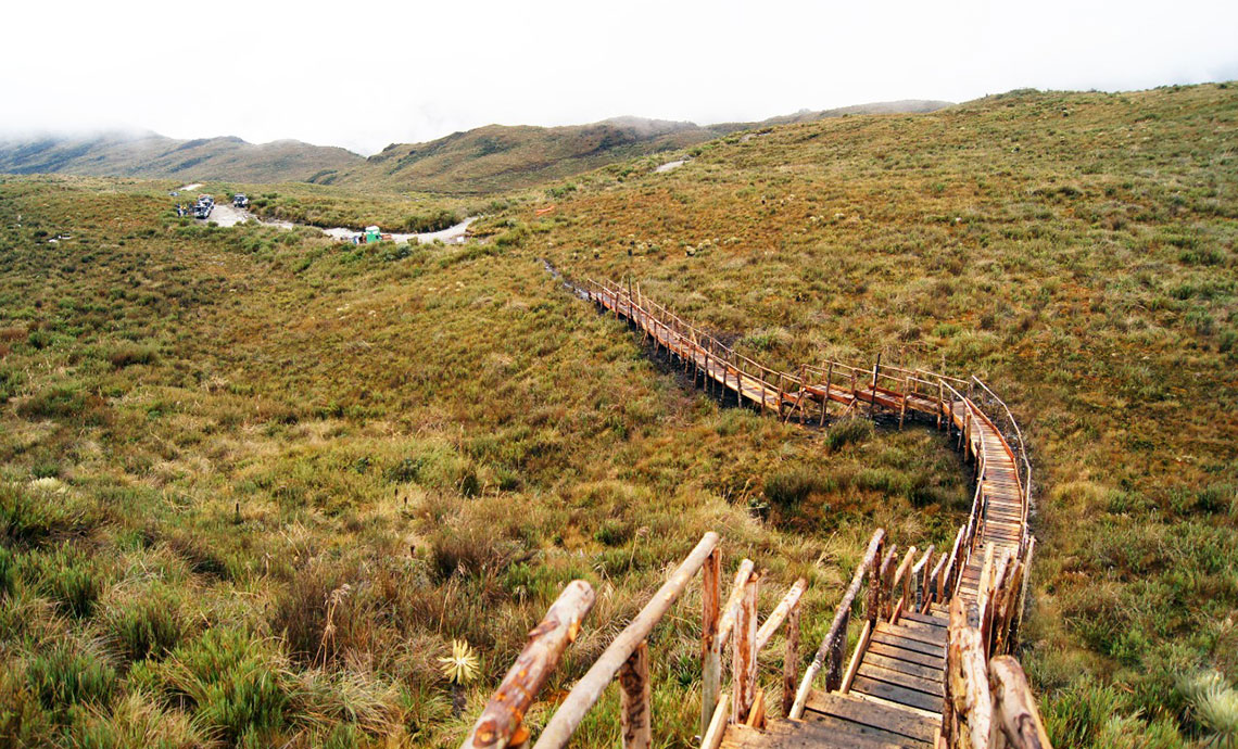 Wooden walkway in the middle of the páramo.