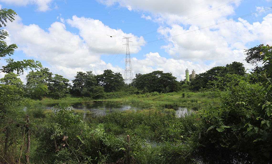 Rain forest, with a lake in the middle, and an electricity tower in the background.
