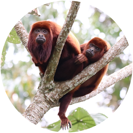 Two red-haired monkeys climbing on a branch.